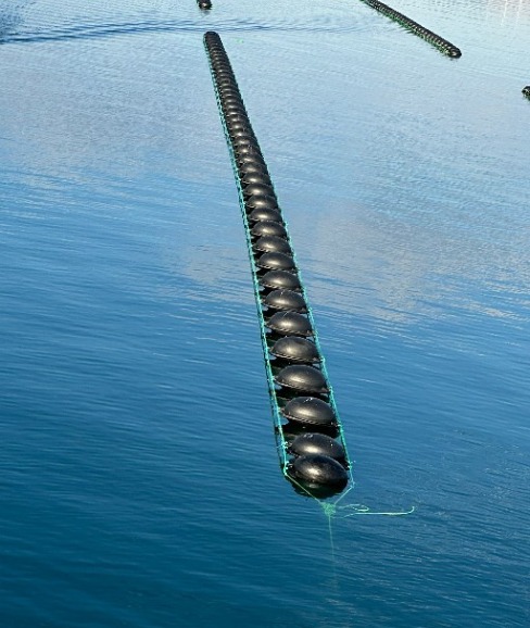 MİDYE ÇİFLİĞİ KURULUMU